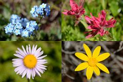 20 Wildflowers On Steep Descent From Citadel Pass Toward The Simpson River On Hike To Mount Assiniboine